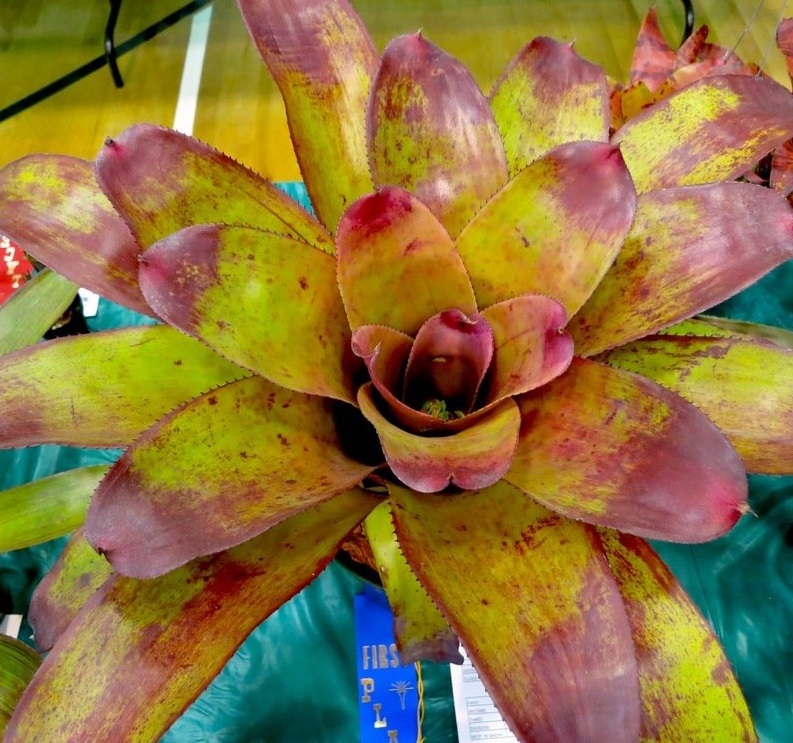 Neoregelia Bromeliad Peles Dream