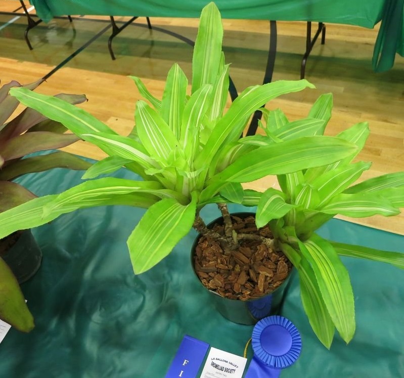 Nidularium Bromeliad(Nidularium innocentii var. lineatum)