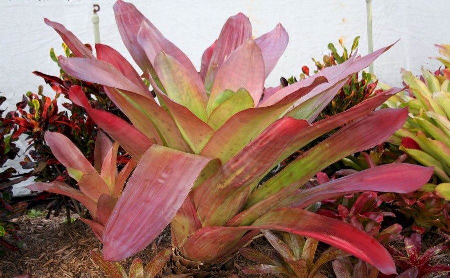 Aechmea Bromeliad, Urn Plant Dean
