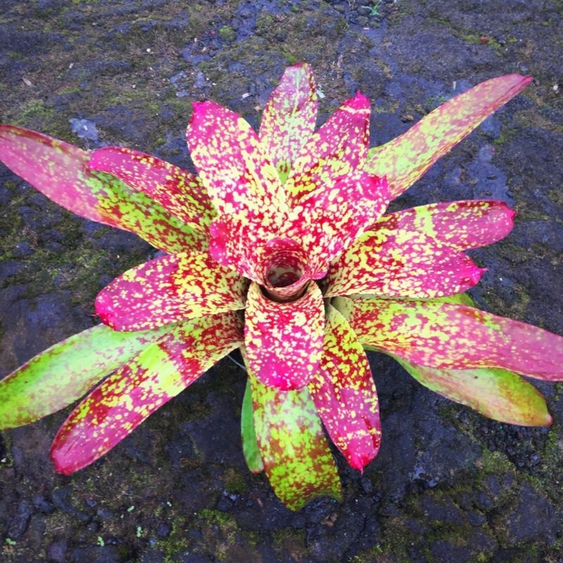 Neoregelia Bromeliad Justins Song