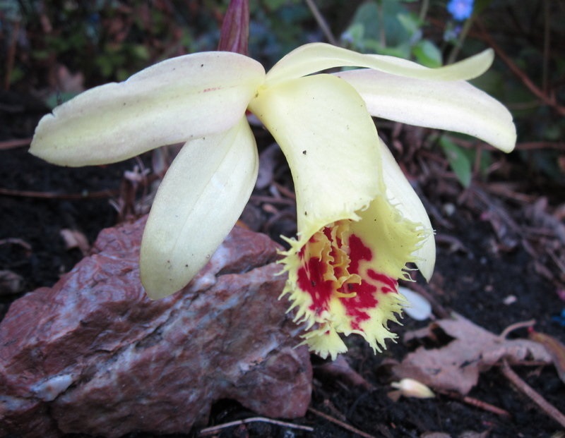 Species, Natural Hybrid Orchid, Confused Pleione(Pleione x confusa)