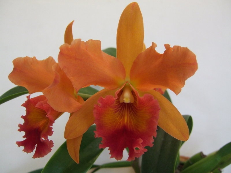 Orchid, Rhyncattleanthe Mildred Holingsworth