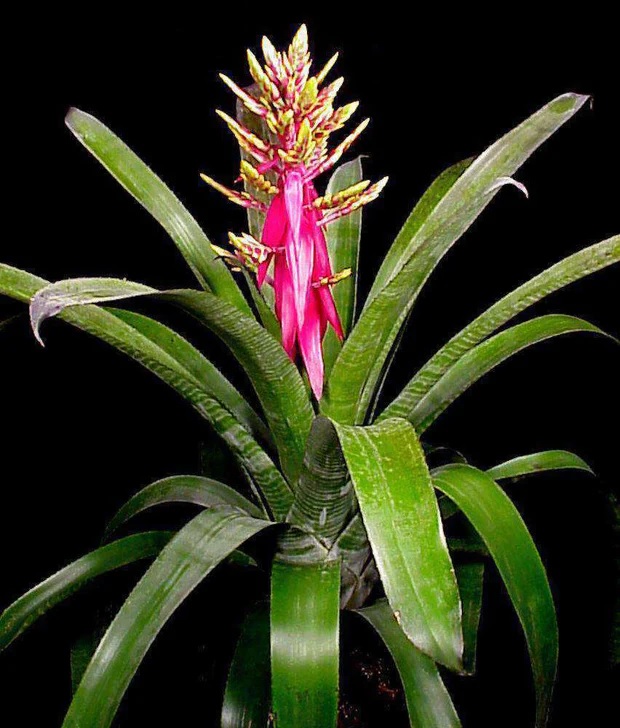 Aechmea Bromeliad, Urn Plant Fantasia