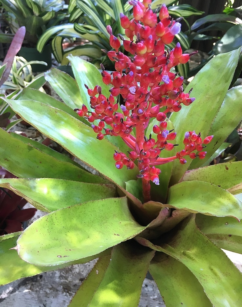Aechmea Bromeliad, Urn Plant Burning Bush