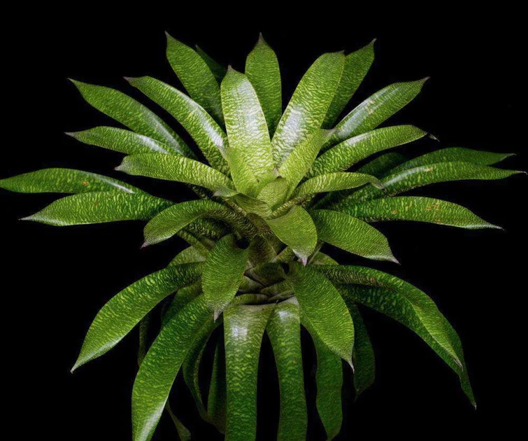 Vriesea Bromeliad Mint Julep