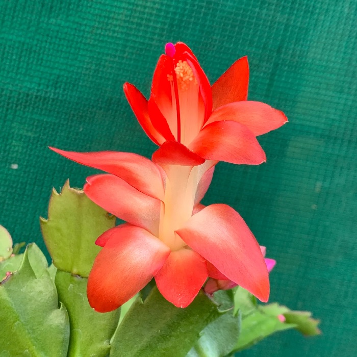 Schlumbergera Hybrid, Holiday Cactus Vinho Brazil