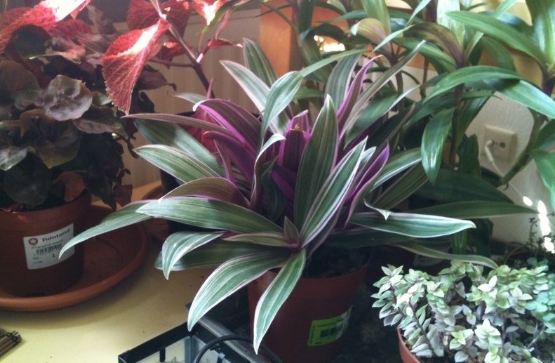 Tradescantia, Moses-in-the-Cradle Flame