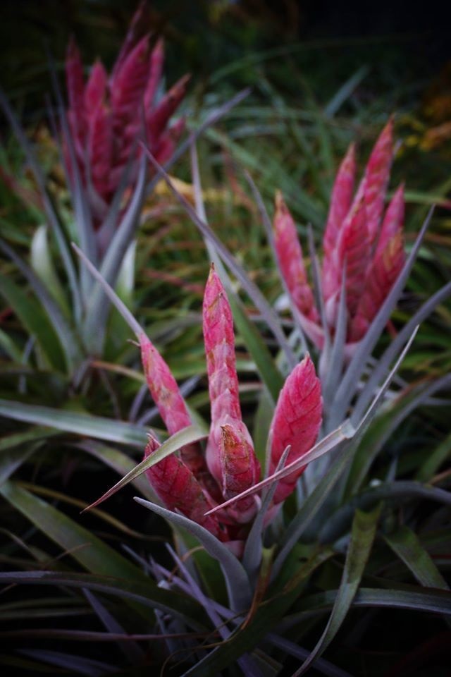 Tillandsia Bromeliad, Air Plant Steve