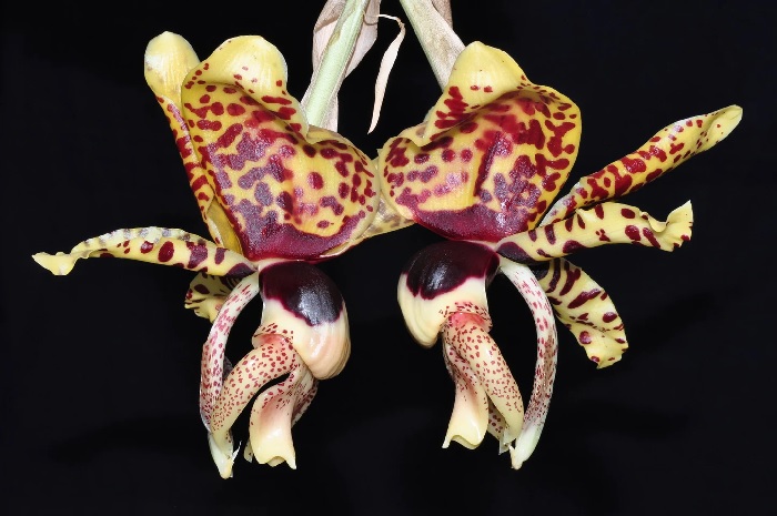 Species Orchid, Tiger-Like Stanhopea