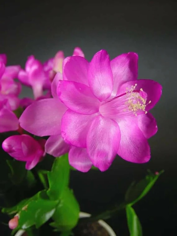 Schlumbergera, Crab Cactus, Holiday Cactus, Thanksgiving Cactus Dark Sonja