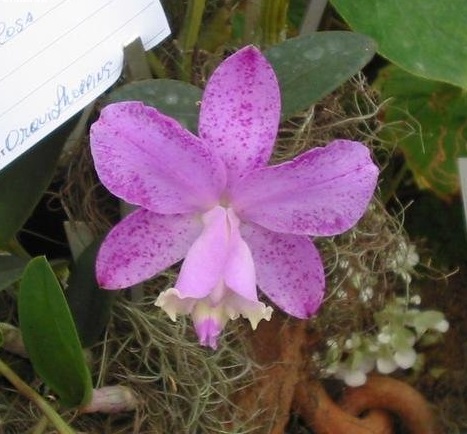 Species Orchid, Dolose Cattleya