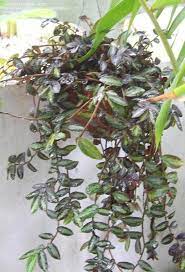 Procris Species, Trailing Watermelon Begonia