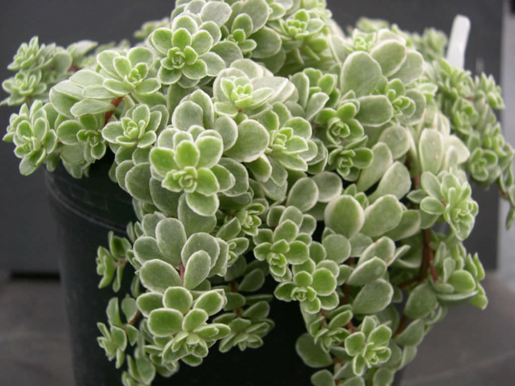 Sedum, Japanese Sedum, Variegated Stonecrop Variegatum