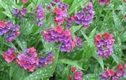 Pulmonaria, Bethlehem Sage, Jerusalem Sage, Lungwort Raspberry Sundae
