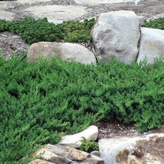 Shore Juniper Blue Pacific