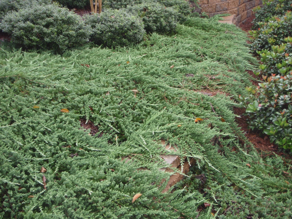Juniperus Species, Creeping Cedar, Creeping Juniper, Trailing Juniper