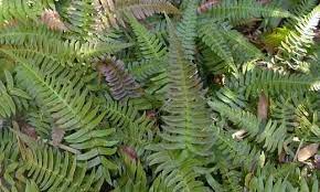 Blechnum Species, Hammock Fern, Hard Fern, Palm Fern