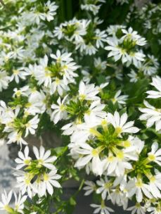 Scaevola, White Fan Flower Marion
