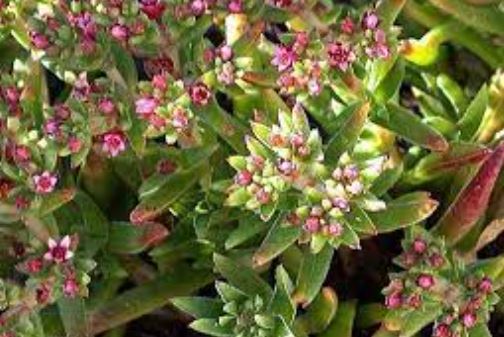 Crassula Species, Fairy Tongue, Red-Flowering Crassula