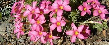 Oxalis Species, Hairy Oxalis, Wood Sorrel