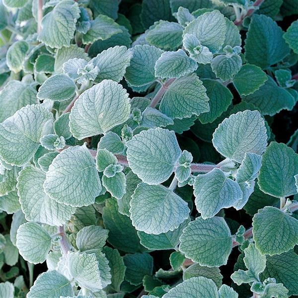 Plectranthus Nicoletta
