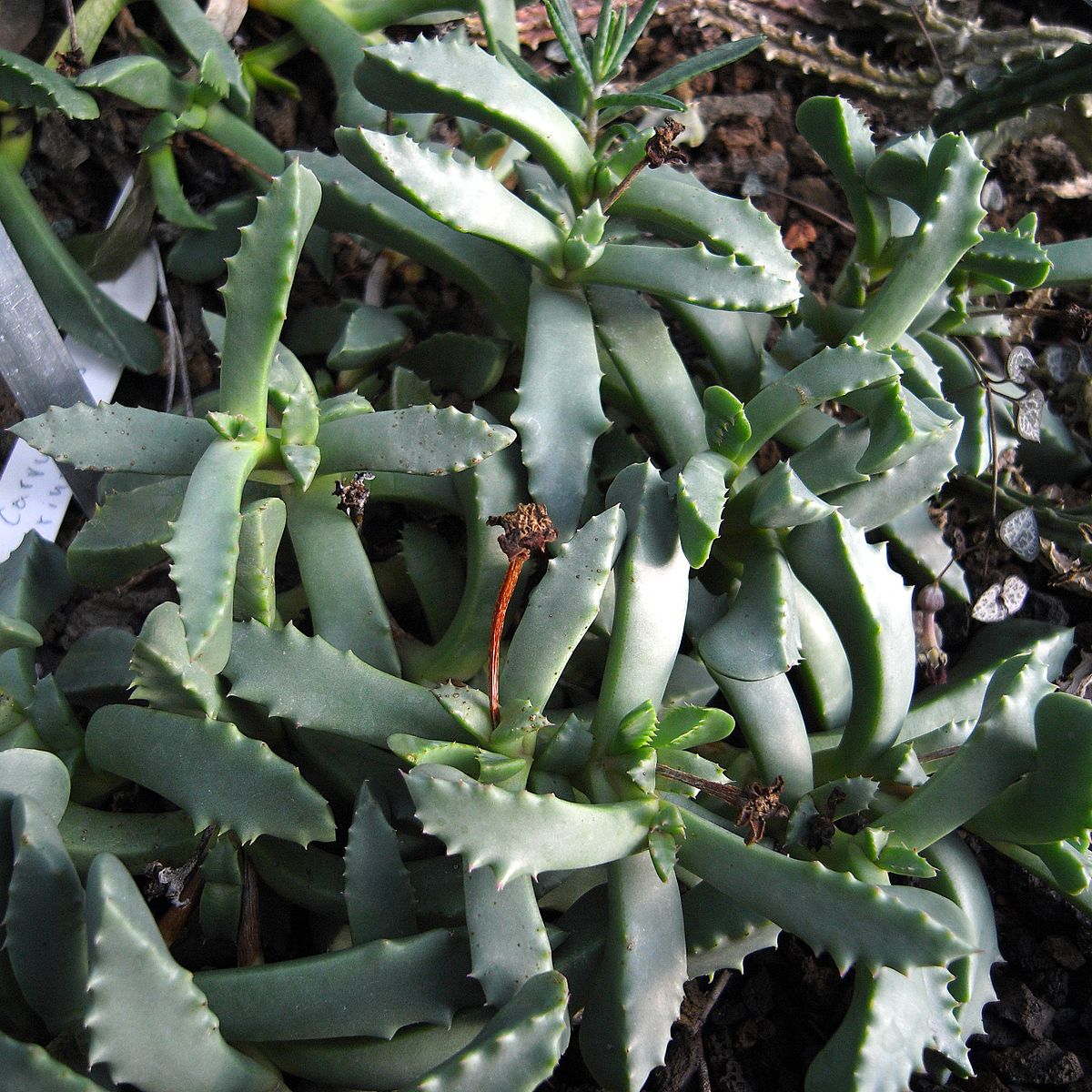 Carruanthus