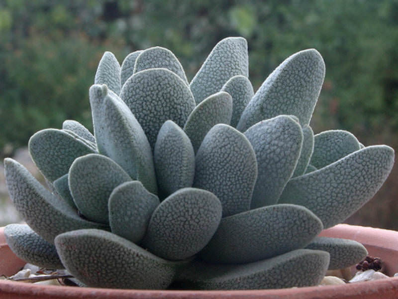 Crassula Species, Lizard Skin Crassula