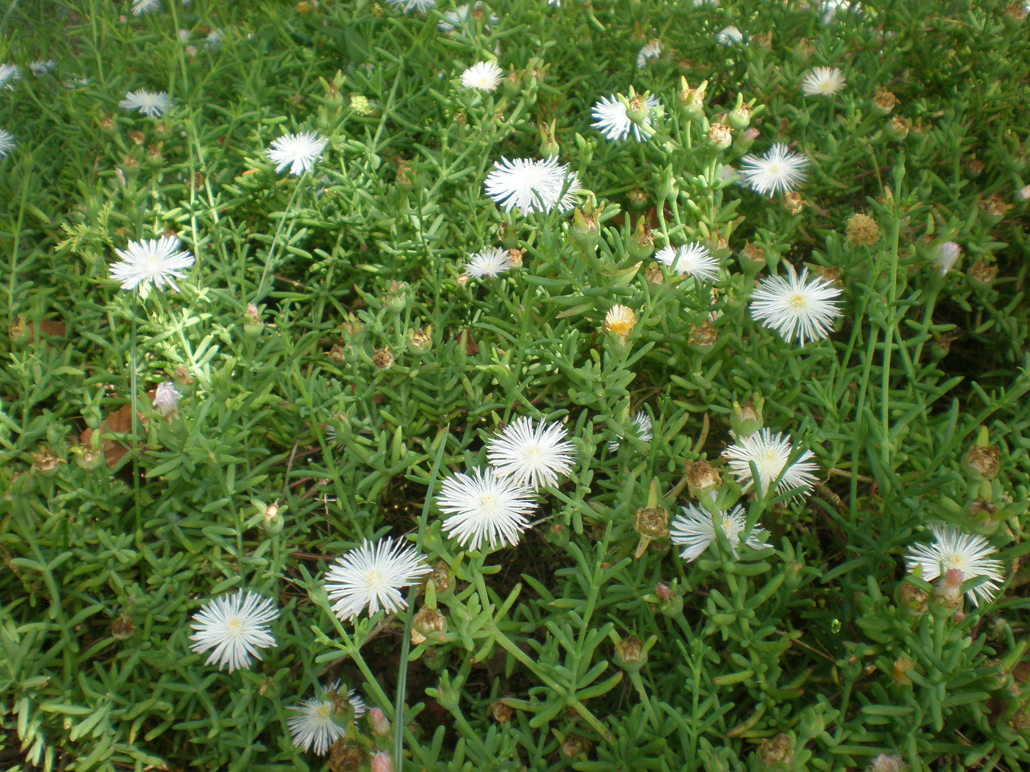 Aridaria