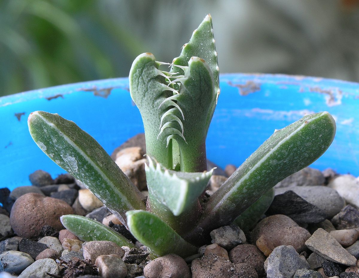 Faucaria