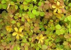 Oxalis, Copper Velvet Shamrock, Wood Sorrel 'Sunset Velvet'