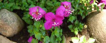 Centradenia Species, Princess Flower, Sea of Flowers