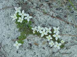 Innocence, Fairy Footprints, Roundleaf Bluet