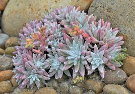 Dudleya Species, Liveforever