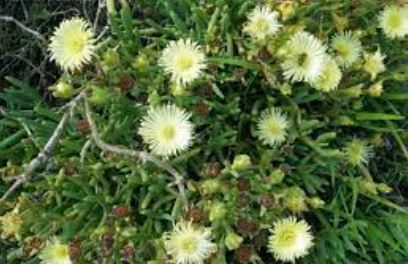 Leipoldtia Species, Ice Plant