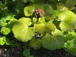 Saxifraga, Creeping Saxifrage, Strawberry Begonia, Strawberry Geranium Harvest Moon