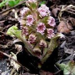 Petasites Species, Bog Rhubarb, Common Butterbur, Devil's Hat, Pestilence Wort