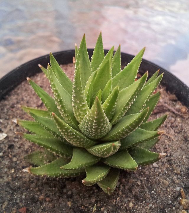 Haworthiopsis Species
