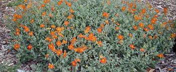 Helianthemum, Common Rock Rose, Sun Rose Apricot