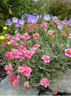 Helianthemum, Common Rock Rose, Sun Rose Belgravia Rose