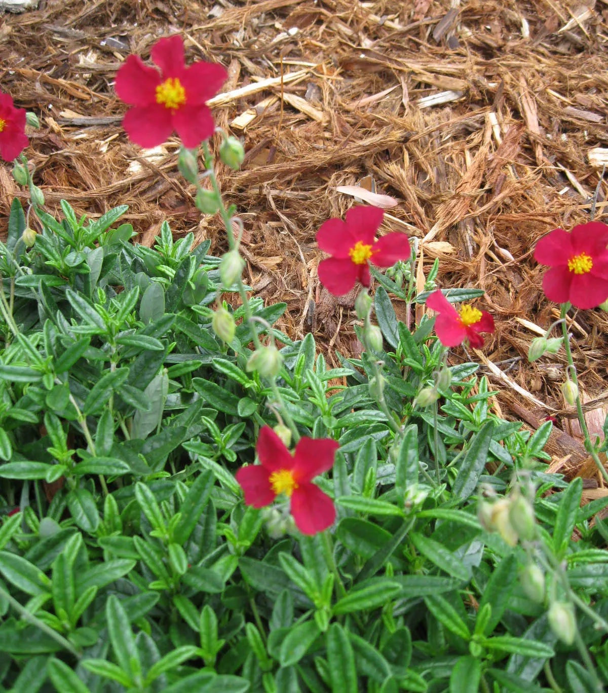 Helianthemum, Common Rock Rose, Sun Rose Mesa Wine