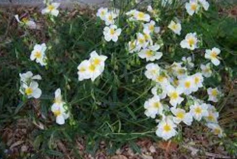 Helianthemum, Common Rock Rose, Sun Rose St. Marys
