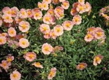 Helianthemum, Common Rock Rose, Sun Rose Rhodanthe Carneum