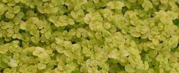 Soleirolia, Angels Tears, Babys Tears, Mind-Your-Own-Business Aurea