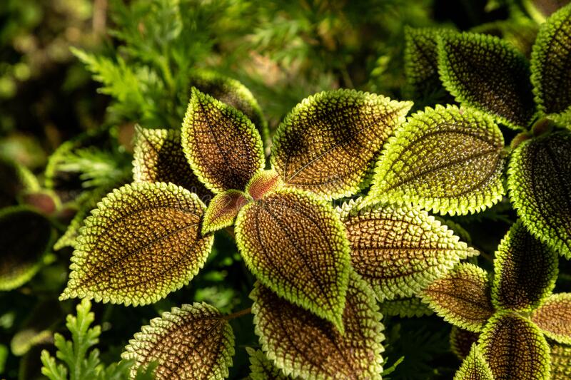Pilea Species, Friendship Plant, Panamiga