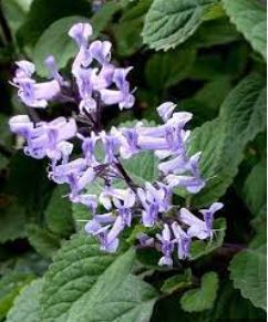 Plectranthus, Zulu Spur Flower David Feix