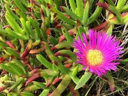 Carpobrotus Species, Angular Pigface, Pigface