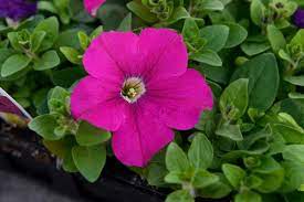 Petunia, Grandiflora Petunia Dreams Neon Rose