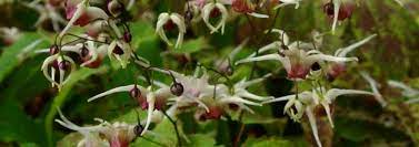 Barrenwort, Fairy Wings, Bishops Mitre Neosulphureum