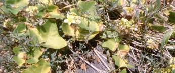 Bryonia Species, Venenillo, Warty Turnip