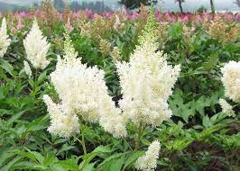 Astilbe, False Spirea, False Goats Beard White Gloria